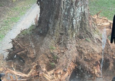 Tree Removal