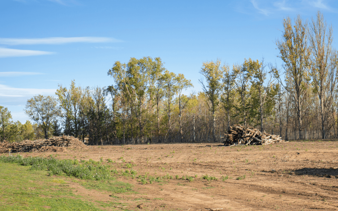 Land clearing Georgia